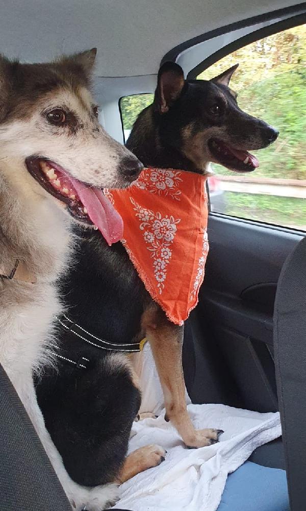 Bolt idoneo a tutti, taglia media contenuta Foto 7